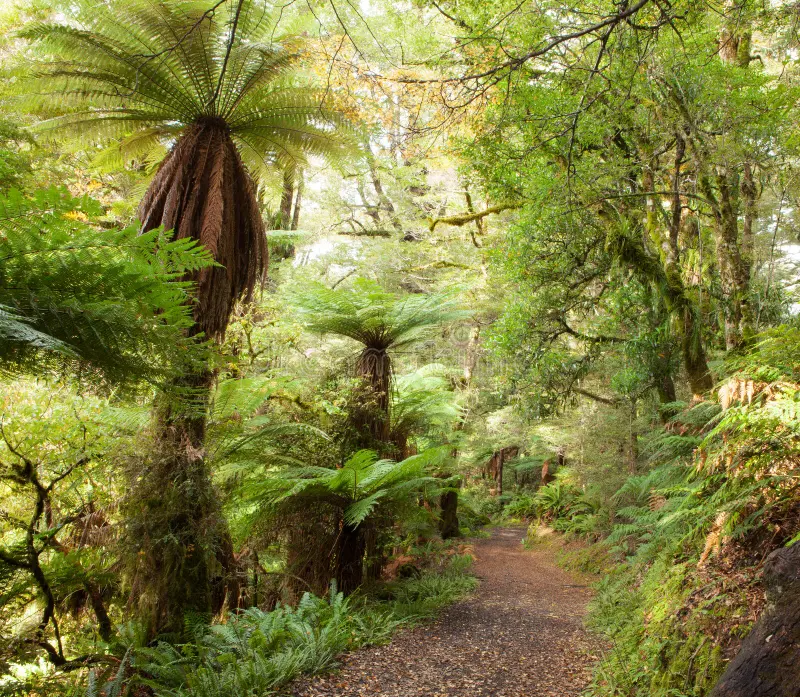 Sunlit forest pathway winding through native ferns in New Zealand bush
